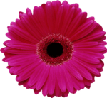 Burgess Florist – Pavilion