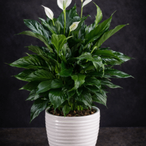 Peace Lily in a Ceramic Pot