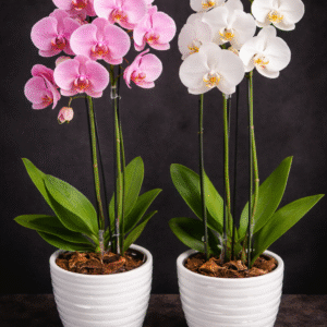 Living Arrangements & Plants