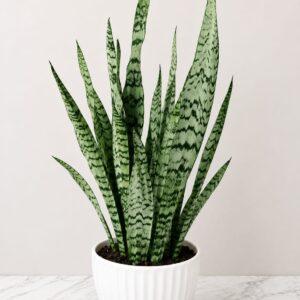 Snake Plant in White Ceramic Pot