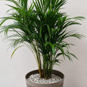 Areca Palm in Decorative Planter