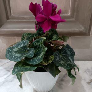 Cyclamen in White Ceramic Pot.