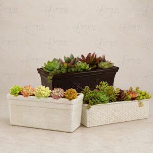Succulent Planter